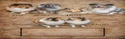 Rough Collie dogs for sale: Rough collie (lassie pups) - Advert 8