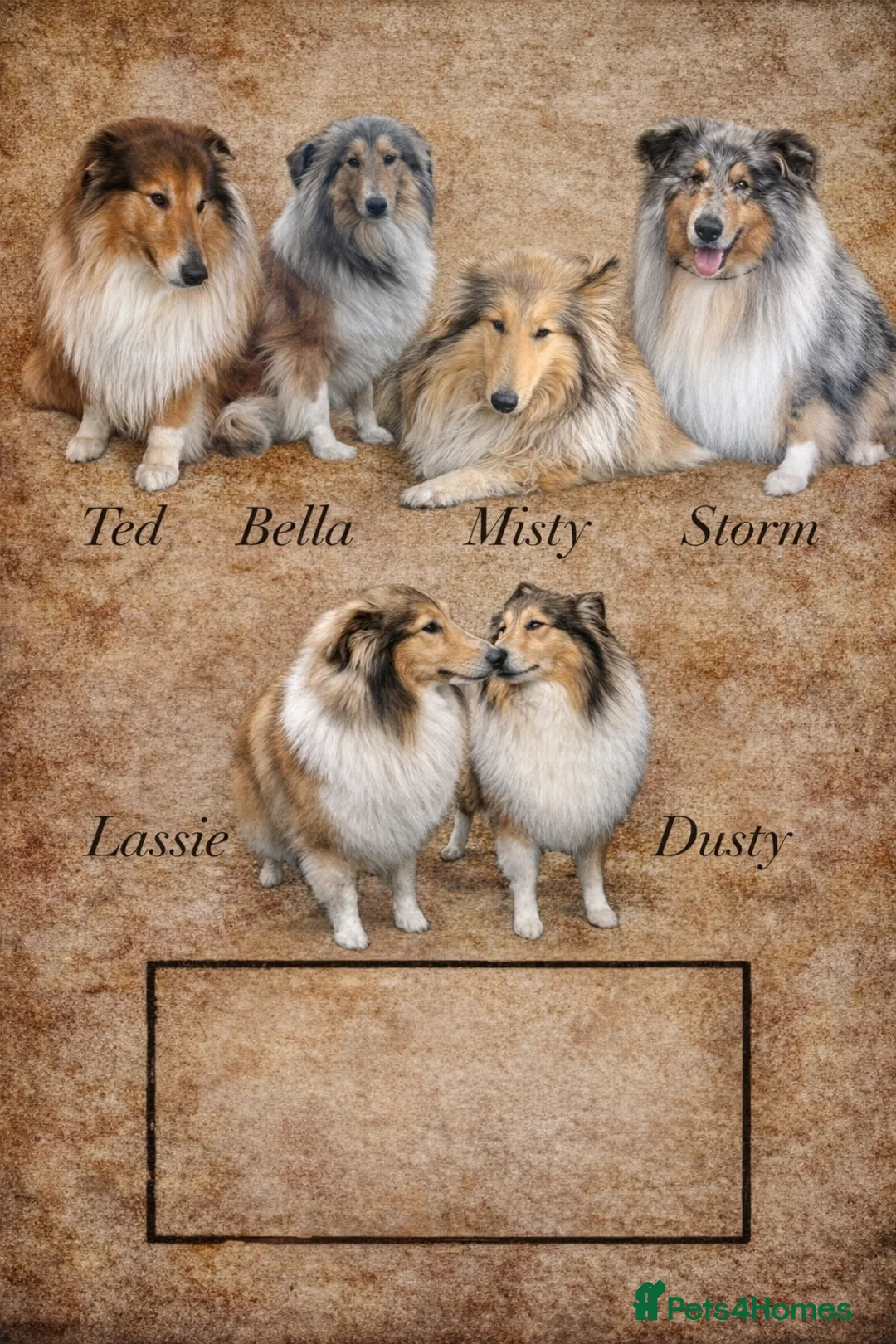 Rough Collie dogs for sale: Rough collie (lassie pups) - Advert 8