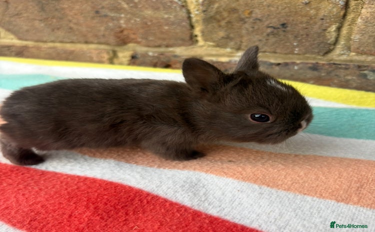 Netherland Dwarf rabbits - Advert 3