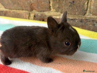 Netherland Dwarf rabbits - Advert 1