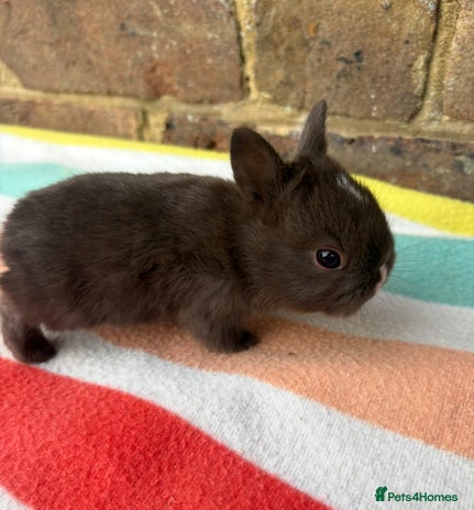 Netherland Dwarf rabbits - Advert 3