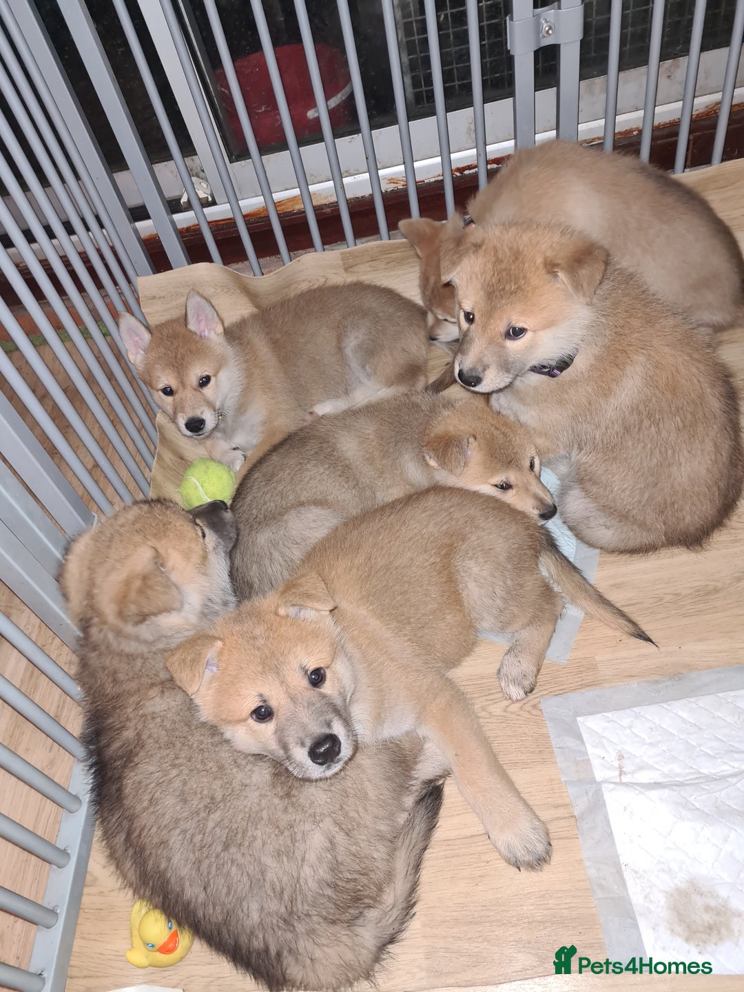 Mixed Breed dogs for sale: Czech Wolfdog × Akita/Malamute Puppies - Advert 7