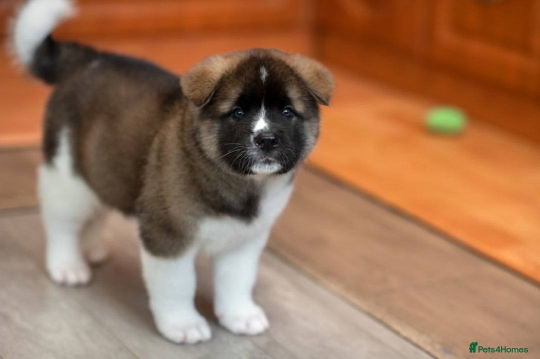Akita dogs for sale: Akita puppies for sale  - Image 4