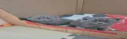 Scottish Fold cats for sale: Scottish Fold Kittens  - Advert 9