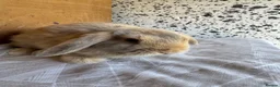 Mini Lop rabbits for sale: mini lop - Advert 2