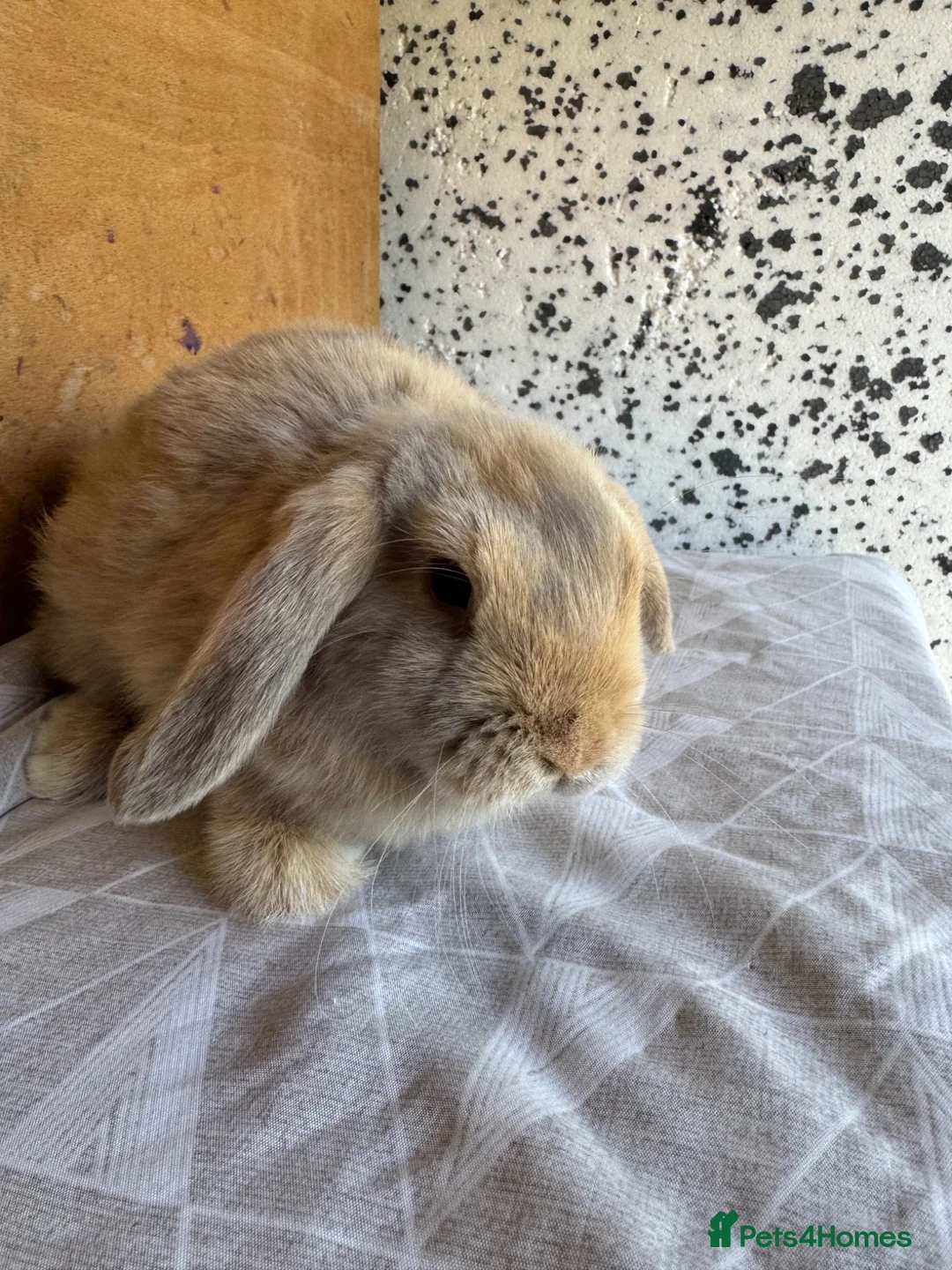 Mini Lop rabbits for sale: mini lop - Advert 2