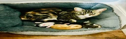 Mixed Breed cats for sale: Ginger and mixed kittens - Advert 1