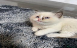 Ragdoll cats for sale: Fully Traceable Traditional Ragdoll Kittens - Advert 22