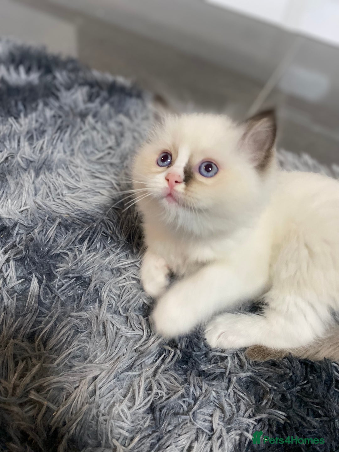 Ragdoll cats for sale: Fully Traceable Traditional Ragdoll Kittens - Advert 22