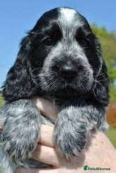 Cocker Spaniel dogs Blue roan kc register health tested pups - Advert 17