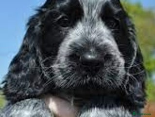 Cocker Spaniel dogs Blue roan kc register health tested pups - Advert 17