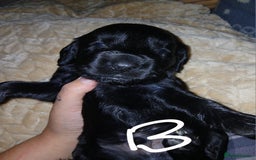 Sprocker dogs for sale: Beautiful sproker pups  - Image 3