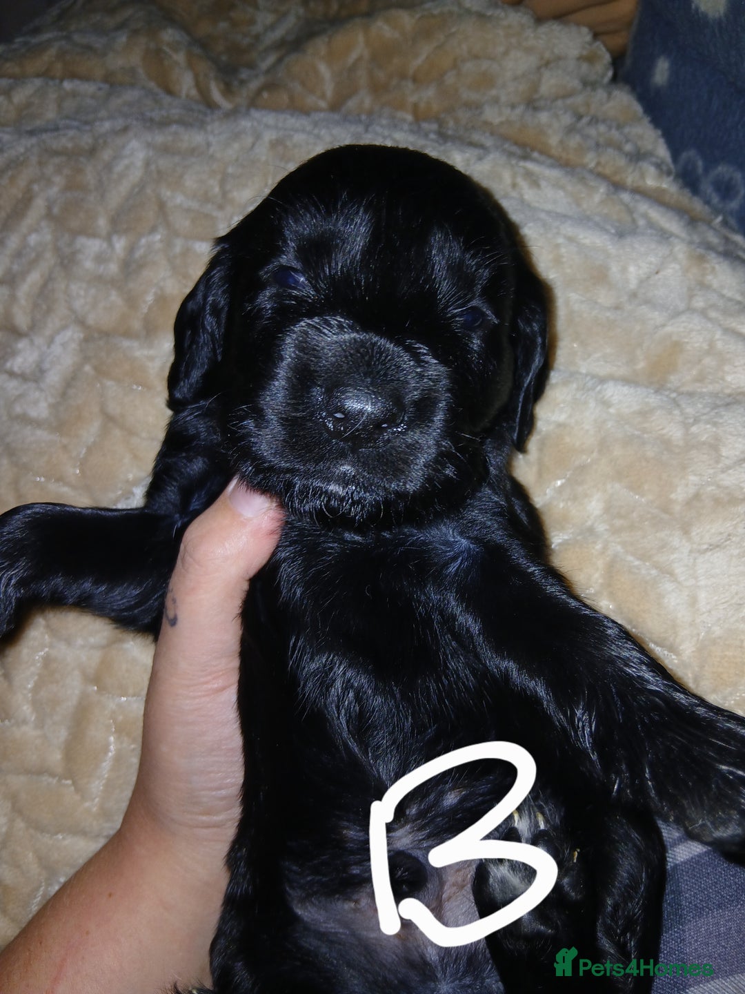 Sprocker dogs for sale: Beautiful sproker pups  - Image 3
