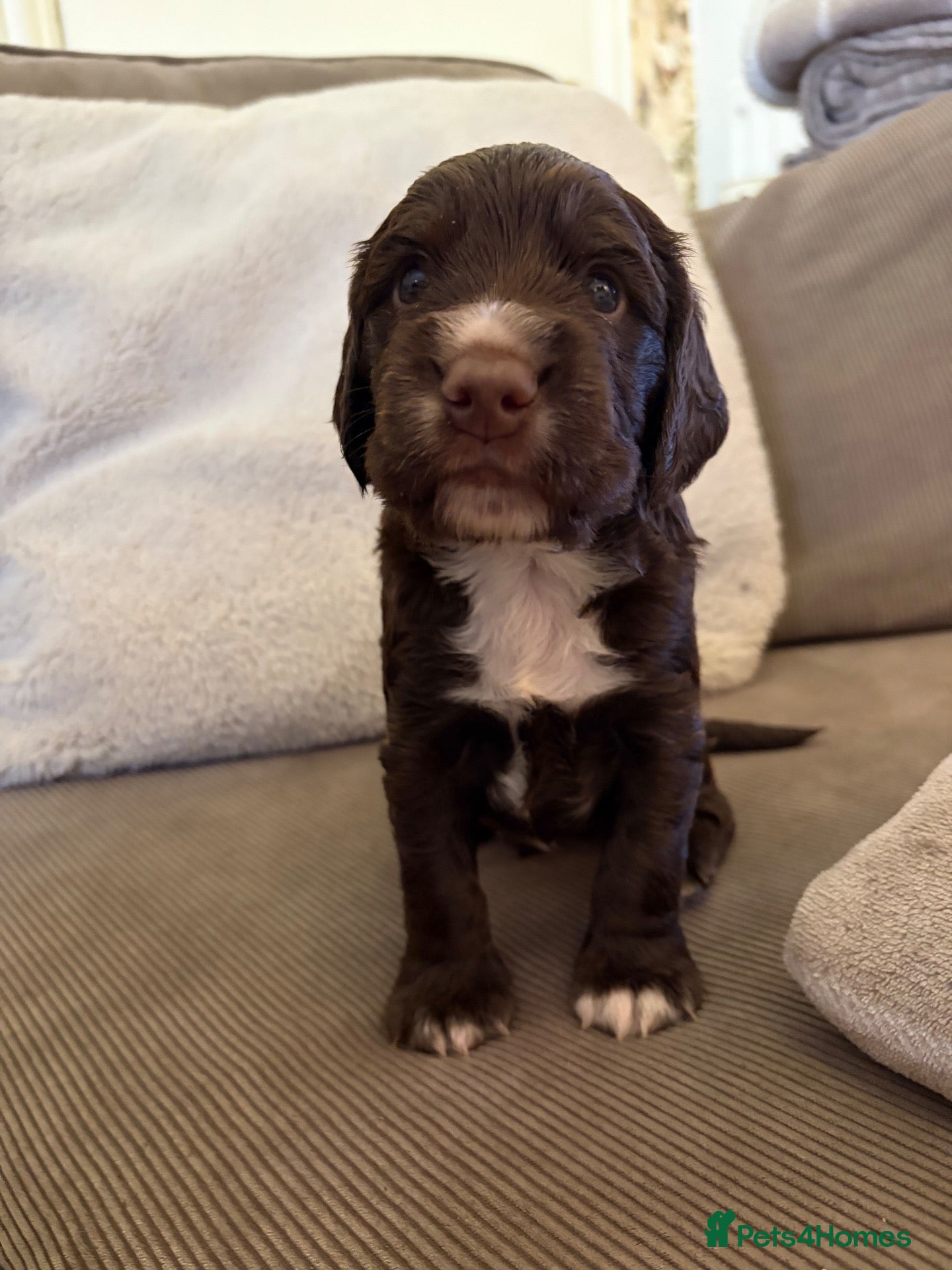 Cocker Spaniel dogs Cocker spaniel puppies looking for forever homes.  - Advert 1