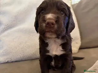 Cocker Spaniel dogs Cocker spaniel puppies looking for forever homes. - Advert 1