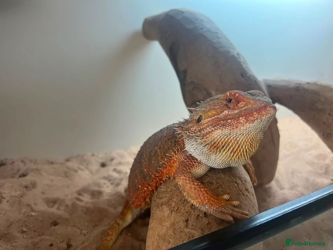 Bearded Dragon reptiles for sale: Female bearded dragon comes with enclosure  - Advert 2