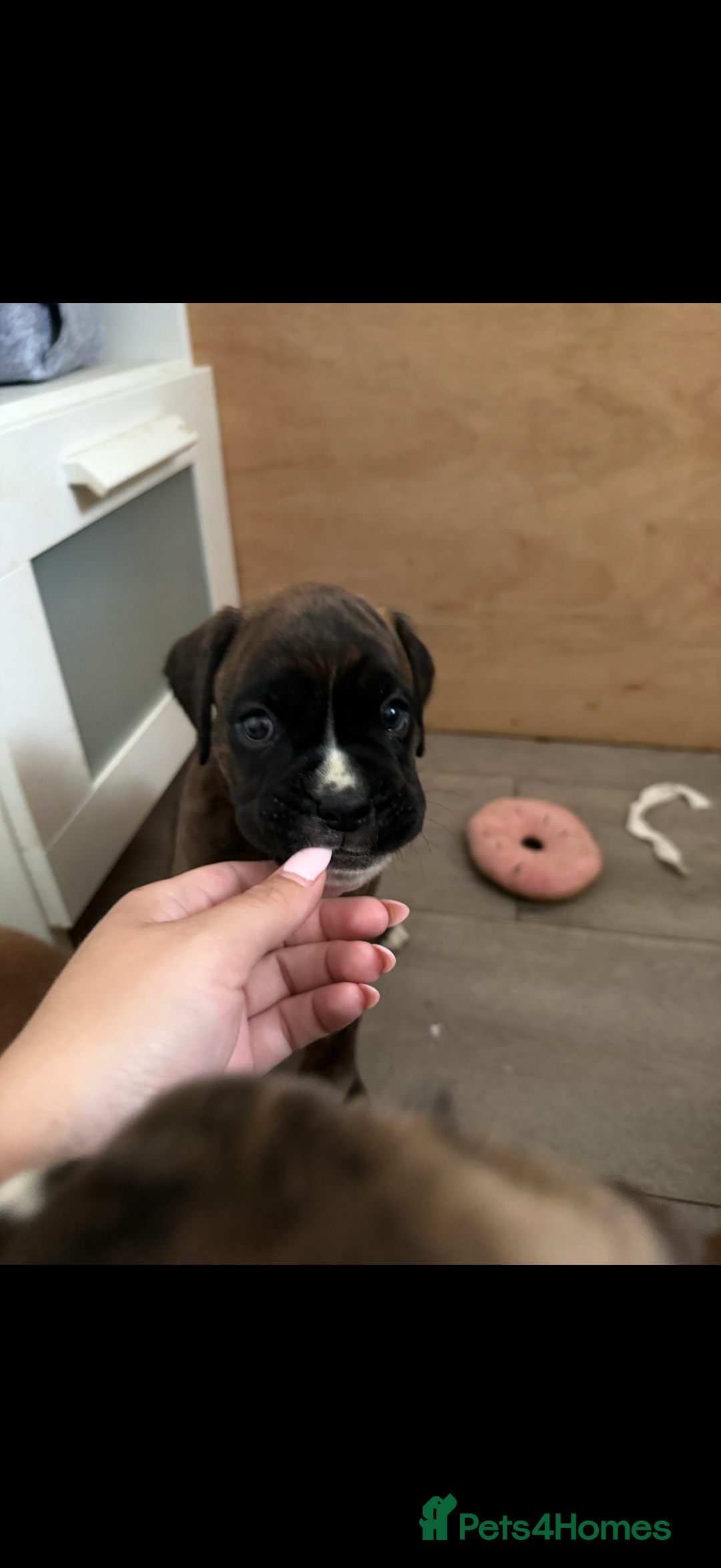 Boxer dogs for sale: Boxer pups looking for forever homes 🐶❤️ - Image 8