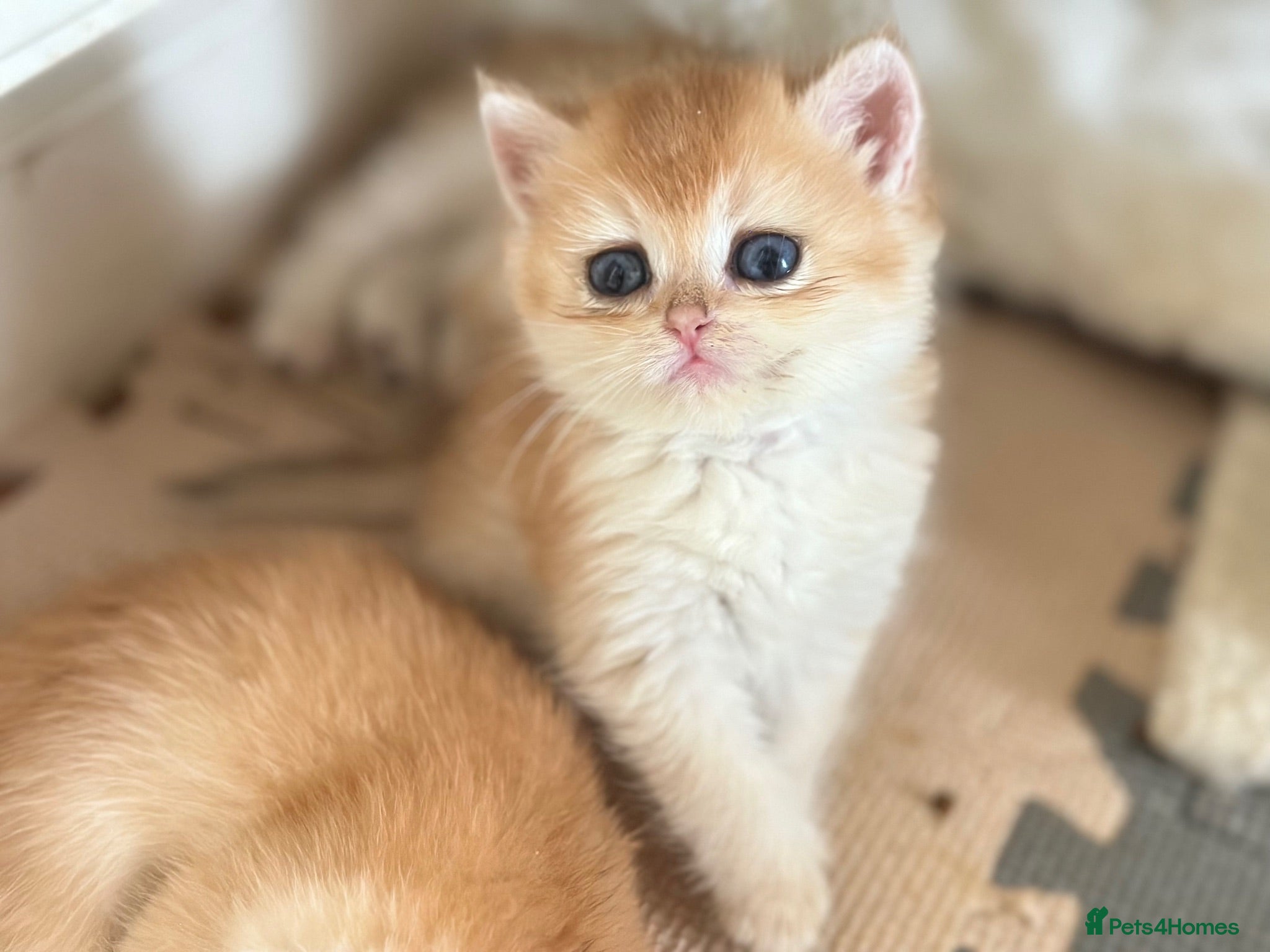 British Shorthair cats Gorgeous GCCF registered British shorthair Gold. - Advert 1