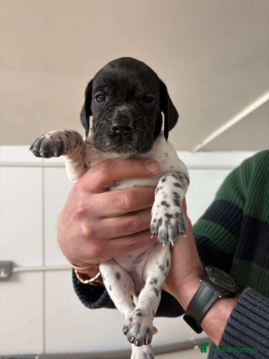 Pointer dogs for sale: English Pointer Puppies available 8th January  - Advert 19