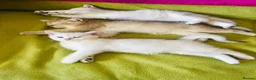 Scottish Fold cats for sale: BEAUTIFUL GIRLS LOOKING FOR FOREVER HOMES - Advert 9