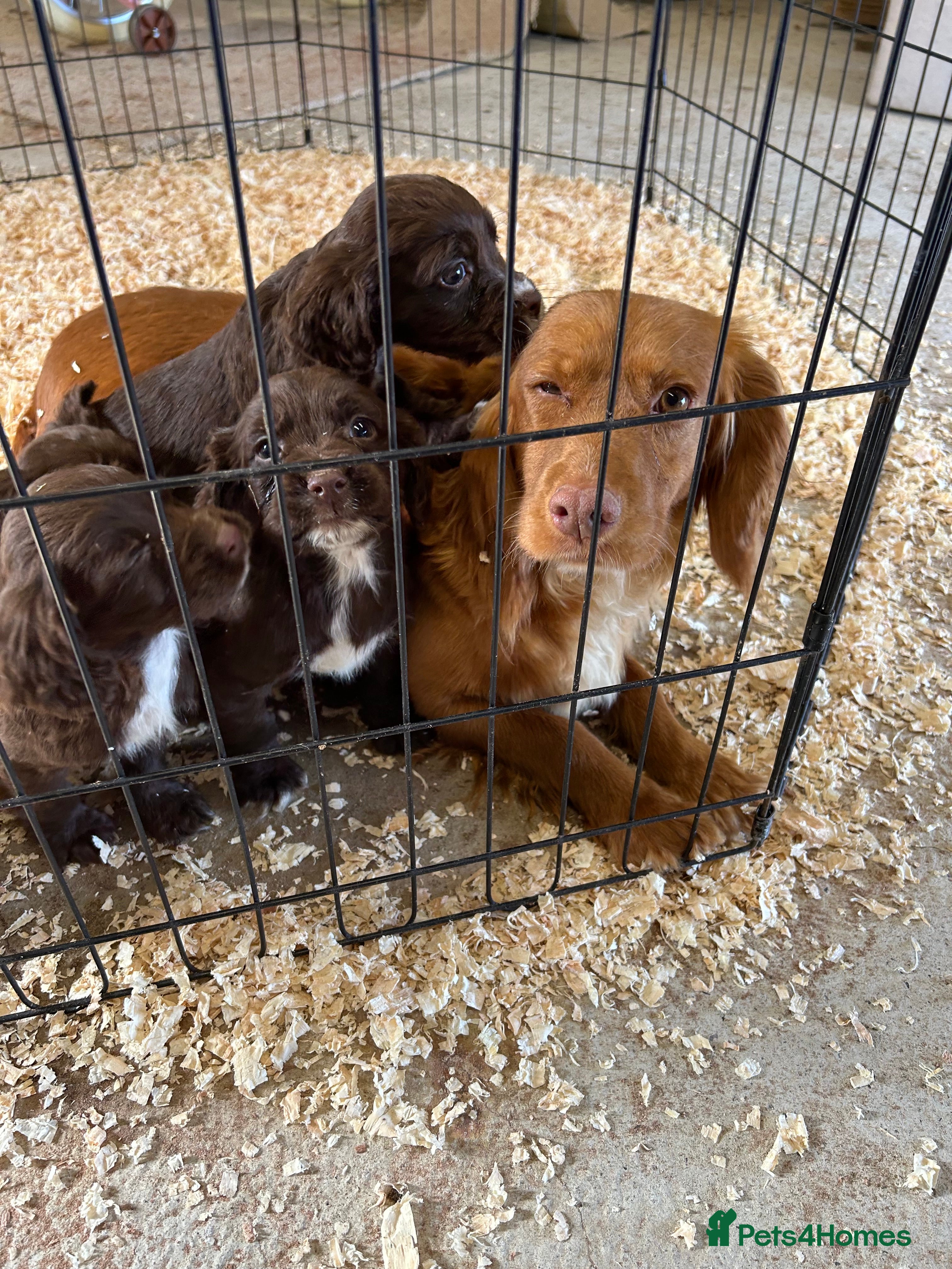 Cocker Spaniel dogs Cocker spaniel puppies  - Advert 1