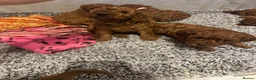 Cockapoo dogs for sale: Beautiful litter of red cockapoos  - Advert 9