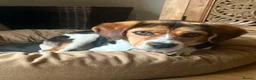 Mixed Breed dogs for adoption: Maria - FOR ADOPTION  in Buxton - Advert 3