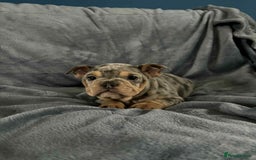 Mixed Breed dogs for sale: Beautiful spotty babies - Image 8