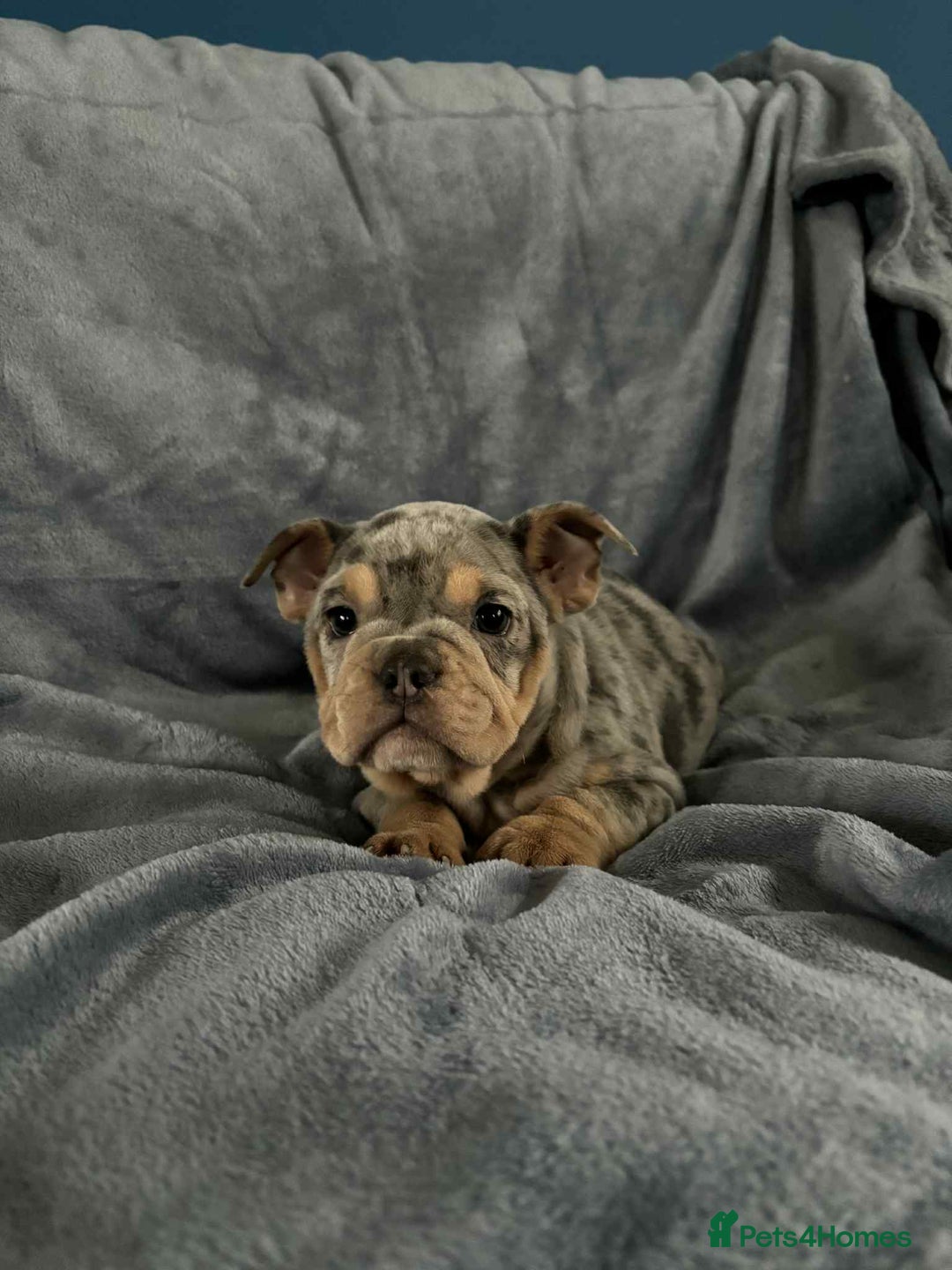 Mixed Breed dogs for sale: Beautiful spotty babies - Image 8