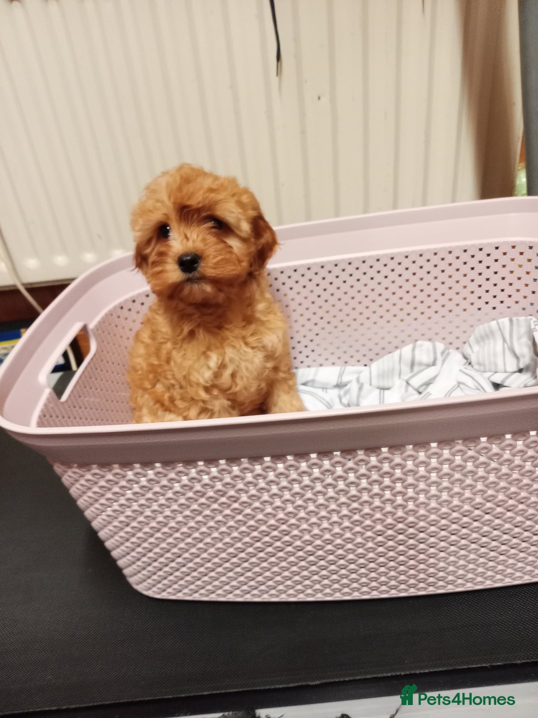 Cavapoo dogs for sale: Cavapoo  - Advert 6