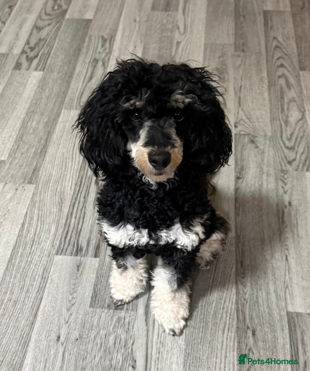 Toy Poodle dogs male toy poodle  - Advert 5