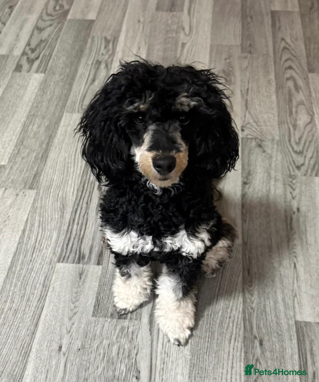 Toy Poodle dogs for sale: male toy poodle  in Southampton - Advert 1