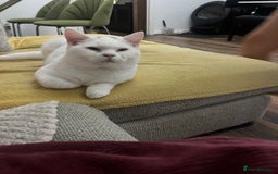 Brazilian Shorthair cats for sale: Last 2 BSH BOYS GCCF registered !!! - Image 15