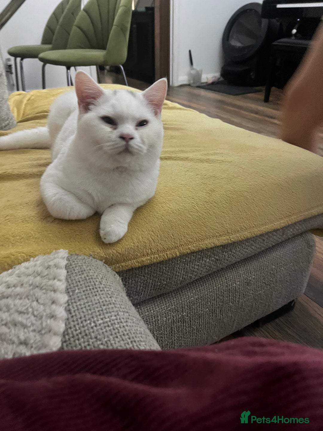 Brazilian Shorthair cats for sale: Last 2 BSH BOYS GCCF registered !!! - Image 15