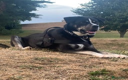 Mixed Breed dogs for sale: American bulldog cross husky  - Advert 3