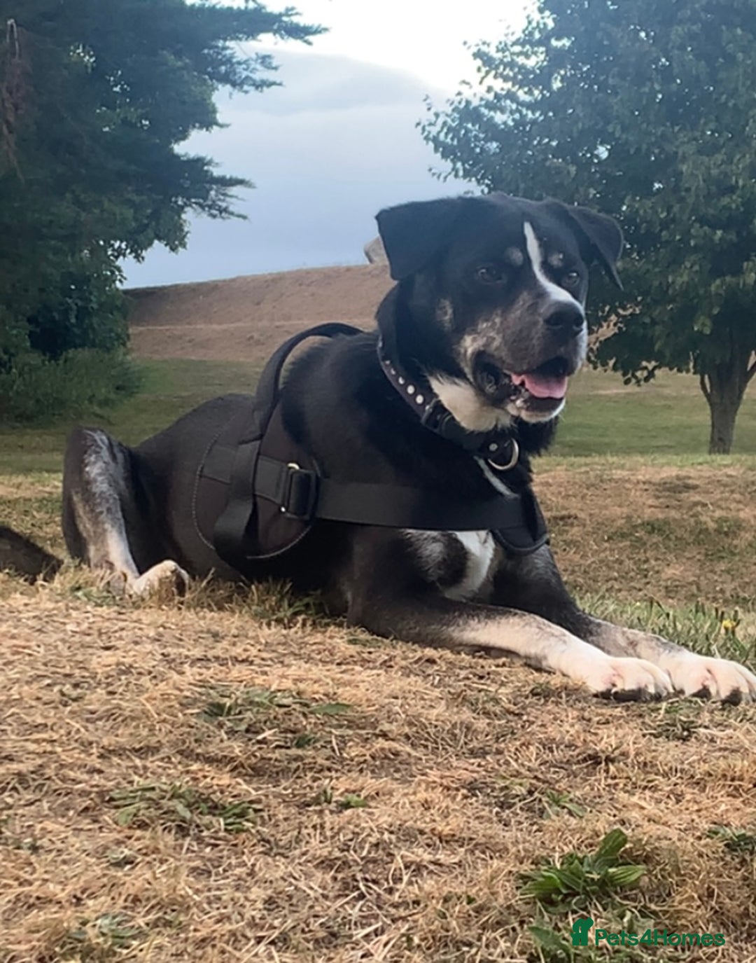 Mixed Breed dogs for sale: American bulldog cross husky  - Advert 3