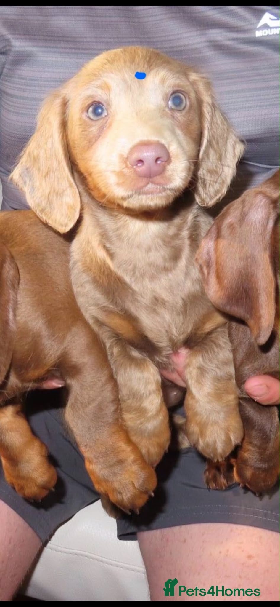 Miniature Dachshund dogs Dachshund - Advert 9