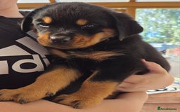 Rottweiler dogs for sale:  Long haired (fluffweilers ) last girl  - Image 7