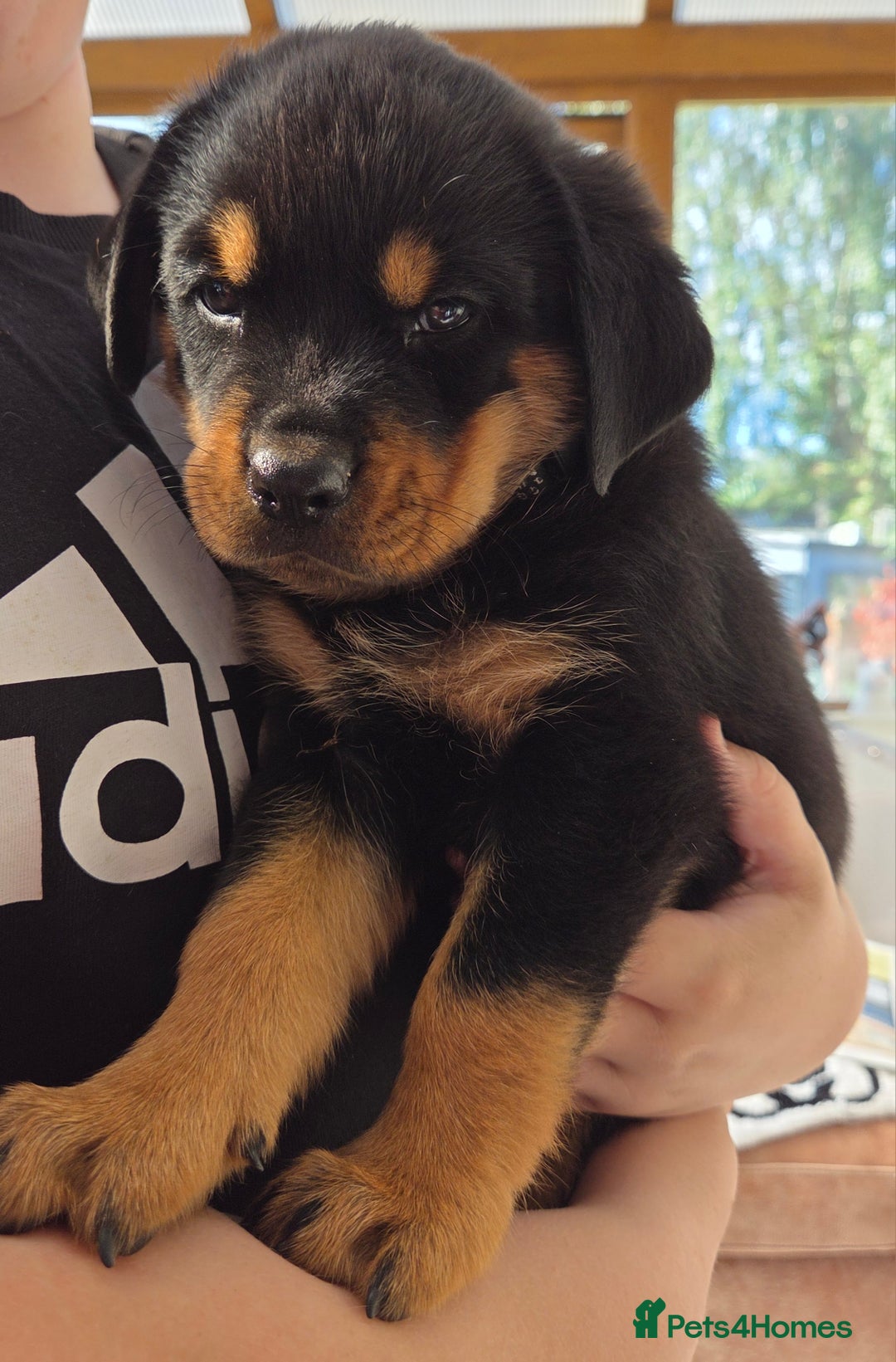 Rottweiler dogs for sale:  Long haired (fluffweilers ) last girl  - Image 7