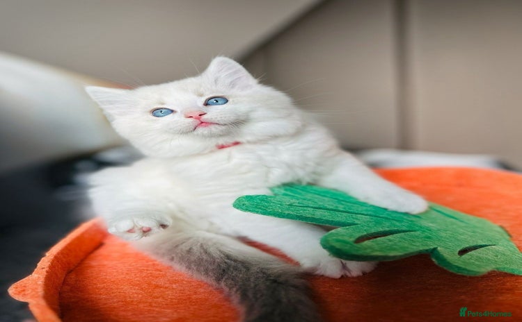 Ragdoll cats DNA Tested Charming Ragdoll Kittens - Advert 4