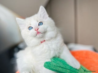 Ragdoll cats DNA Tested Charming Ragdoll Kittens - Advert 3