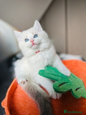 Ragdoll cats DNA Tested Charming Ragdoll Kittens - Advert 1