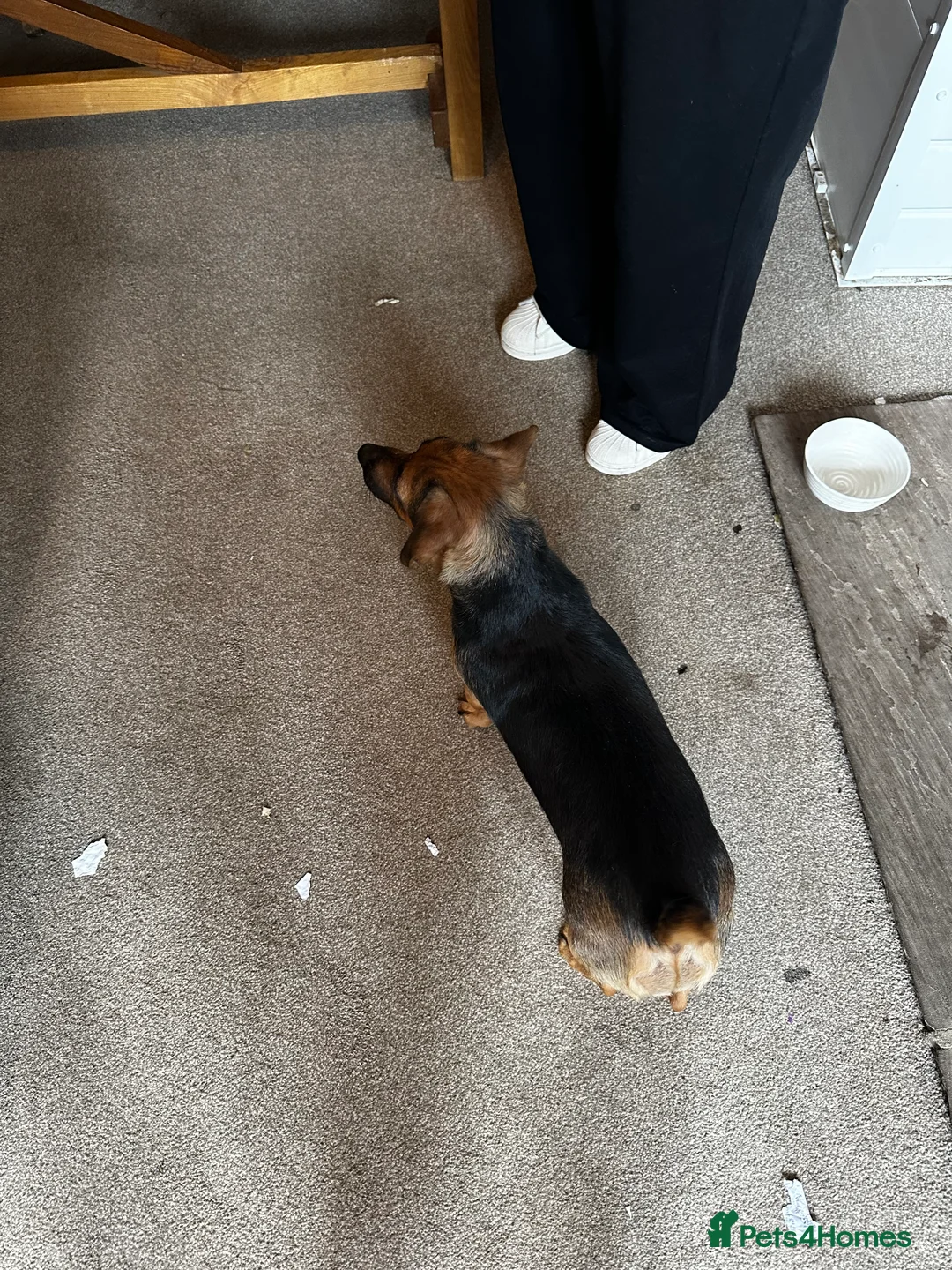 Jack Russell dogs for sale: Pure Breed Jack Russell, short legs in Stockport - Advert 2