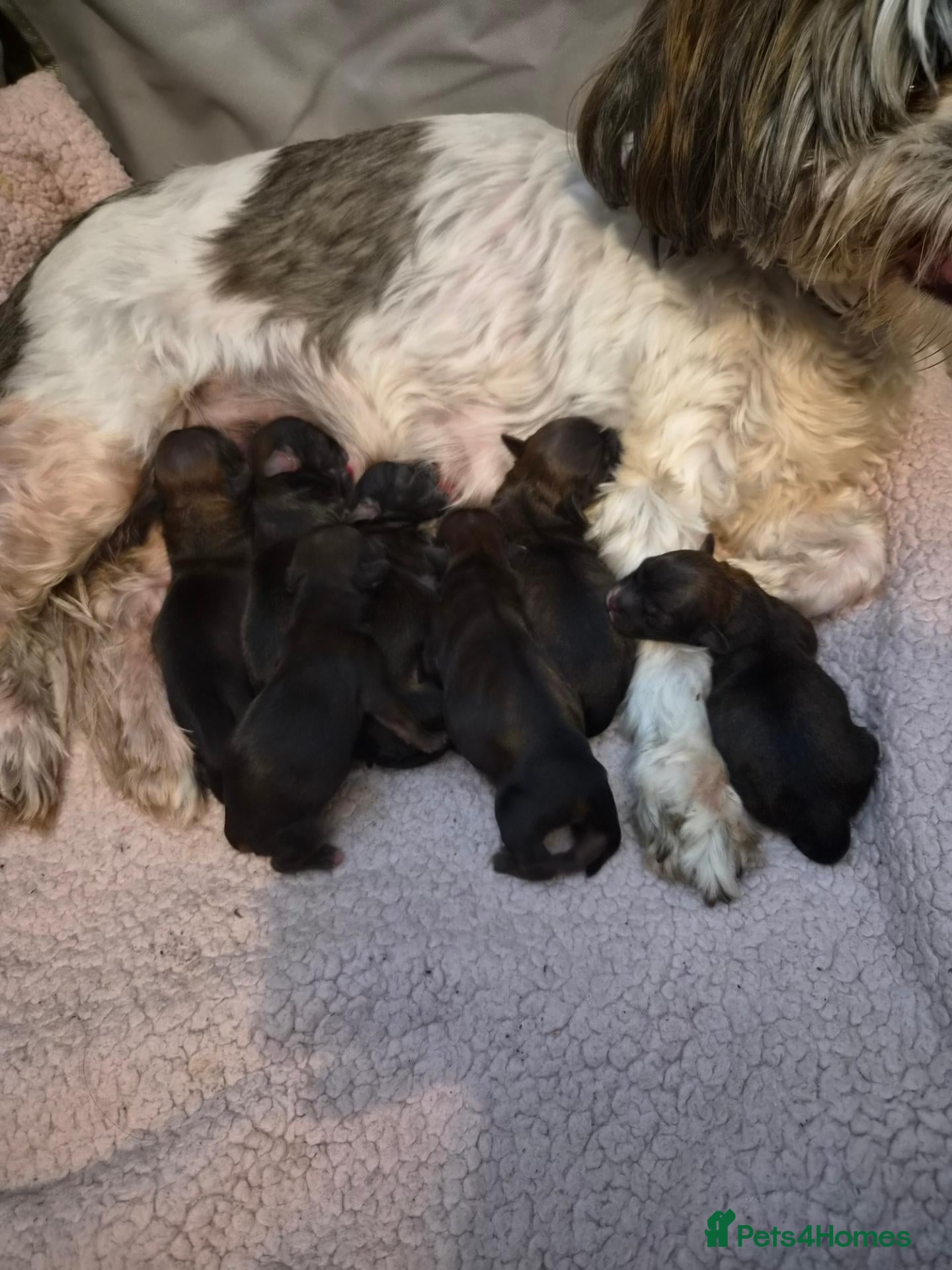 Shorkie dogs Beautiful shorkie puppies  - Advert 23