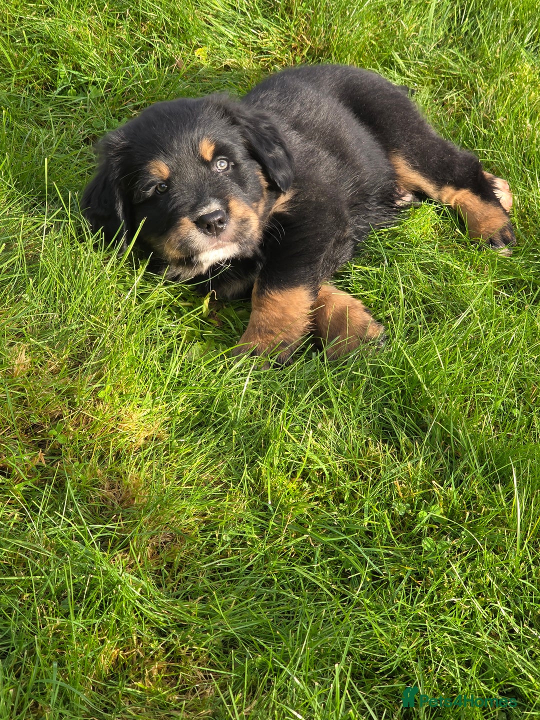 Mixed Breed dogs for sale: Stunning Golden Mountain pup's  - Advert 9