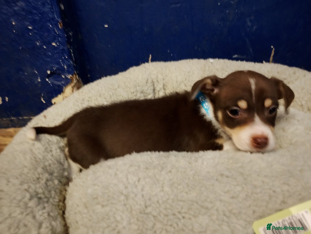 Mixed Breed dogs for sale: Four bueatuful pups forsale  - Advert 9