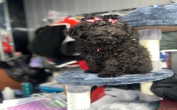 Mixed Breed dogs for sale: Asian toy poodle black boy  - Image 4