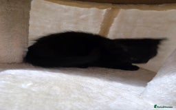 Mixed Breed cats for sale: Sweet cats search new house  - Image 4
