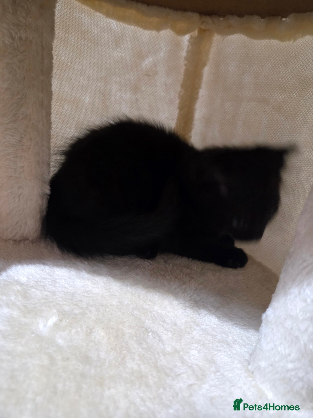 Mixed Breed cats for sale: Sweet cats search new house  - Image 4