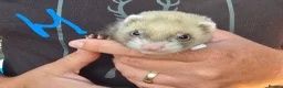 Ferret rodents for sale: Kits Half Bew Half Sandy in Stoke-on-Trent - Advert 6